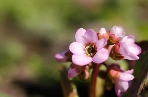 Pink flower in the rays of sunlight close-up Stock Photos