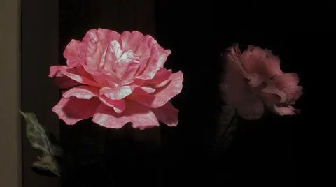 Pink flower reflex Stock Photos