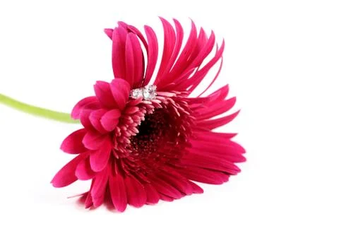 Pink flower with ring Stock Photos