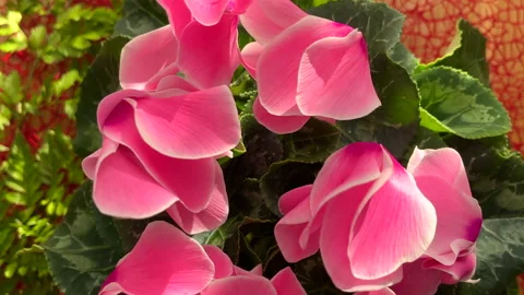 Pink flower, rotating Stock Footage 220923711