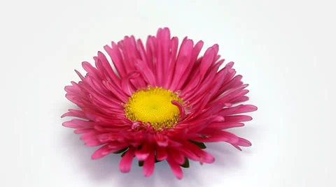 Pink flower rotating on white background Stock Footage 35568615