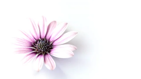 Pink flower rotating on white Video stock 35520686