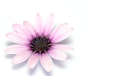 Pink flower rotating on white Video stock 35520740