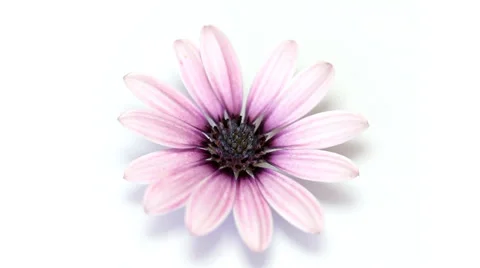 Pink flower rotating on white Stock Footage 35521025