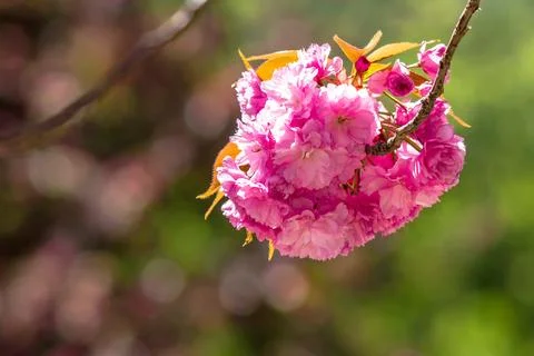 Pink flower of sakura tree in spring Stock-Fotos