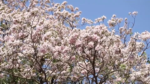 Pink flower scene Stock Footage 151312124