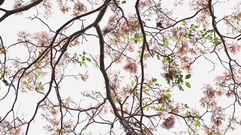 Pink flower scene Stock Footage 151312157