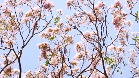 Pink flower scene Stock Footage 151312158