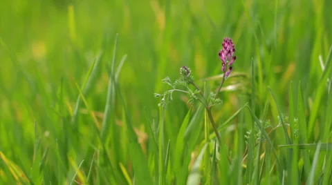 Pink flower. Selective focus. Stock Footage 55727094