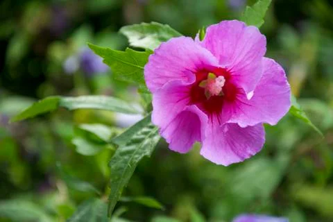 Pink flower with selective focus Stock Photos