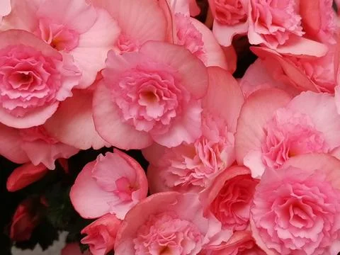 Pink flower several next to each other Stock Photos