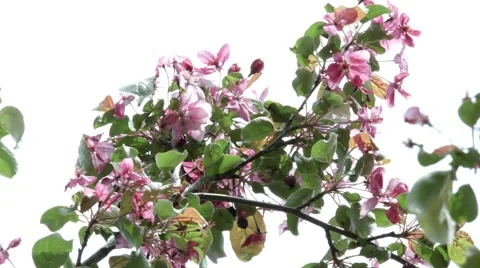 Pink Flower Sky Stock Footage 46227601