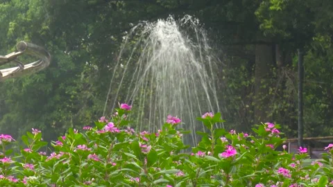 Pink Flower Splashed by Water Stock Footage 321465917