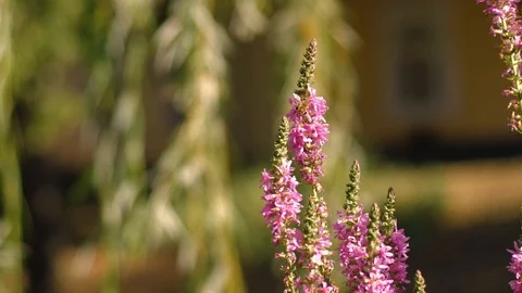Pink flower in spring Stock Footage 101727184