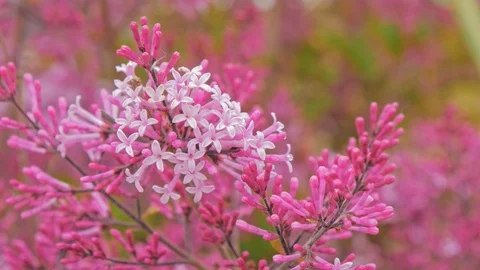 Pink flower in spring time Stock Footage 108706134