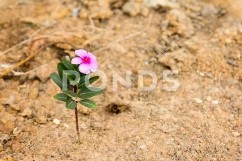 Pink flower stay on brown sand background (Concept for business survival in t Stock Photos