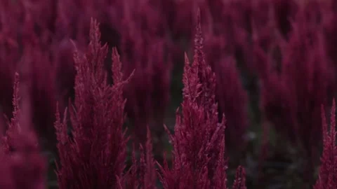 Pink flower in sunset Stock Footage 171763134