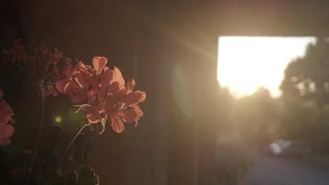 Pink flower sunset Stock Photos
