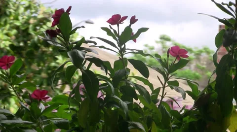 Pink flower sway in the breeze on cloudy windy day outdoors Video stock 36622729