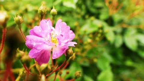 Pink flower sway in wind Stock-Footage 159294556