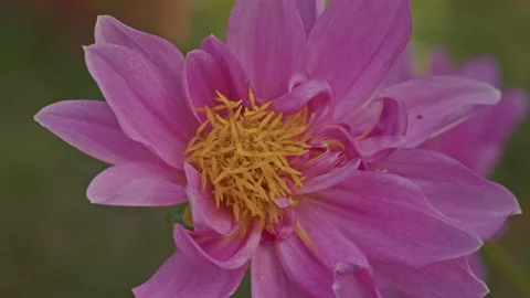 A pink flower swaying in the wind Stock Footage 221170937