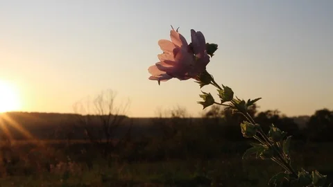 A pink flower sways in the wind Stock Footage 114758082
