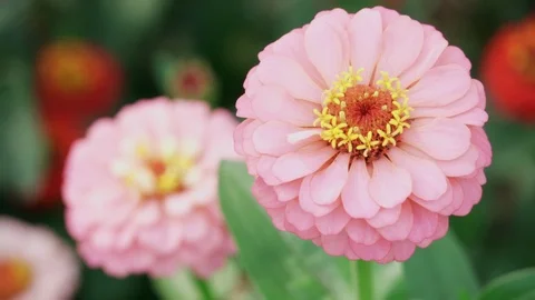 Pink flower sways in the wind Stock Footage 116430308