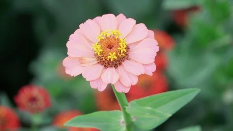 Pink flower sways in the wind Stock Footage 116430616