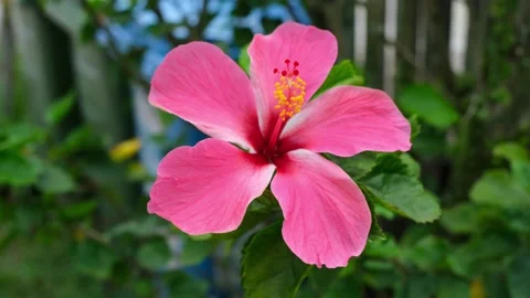 Pink Flower Swinging in Breeze Stock Footage 259793513