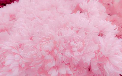 Pink flower texture background. Soft and pastel color petals of pink flower b Foto stock
