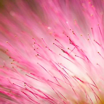 Pink flower texture Stock Photos