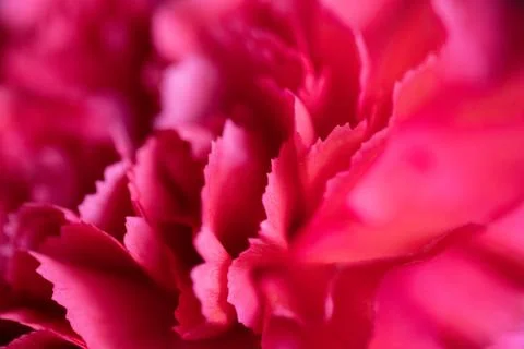 Pink Flower Texture Stock Photos
