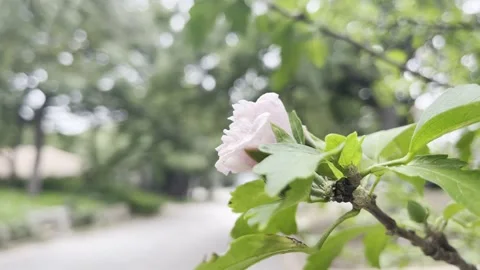 Pink flower tree close up depth of field Stock Footage 316904956