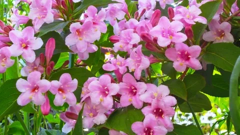 Pink flower tree Stock-Footage 75649005