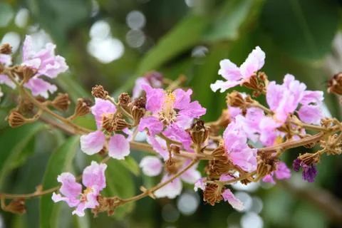 Pink flower on tree. Stock Photos