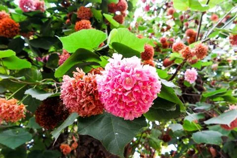 Pink flower from a tree 写真素材