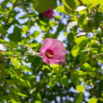 Pink flower in a tree Stock Photos