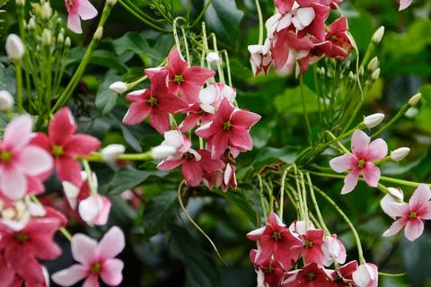 Pink Flower on Tree Stock Photos
