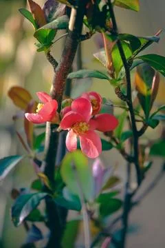 Pink flower on the tree Stock Photos