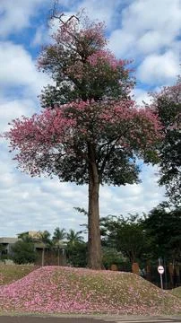 Pink Flower Tree Stock Photos