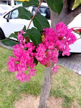 A pink flower on a tree Stock Photos