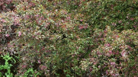 Pink Flower Tree Wide Stock Footage 46227618