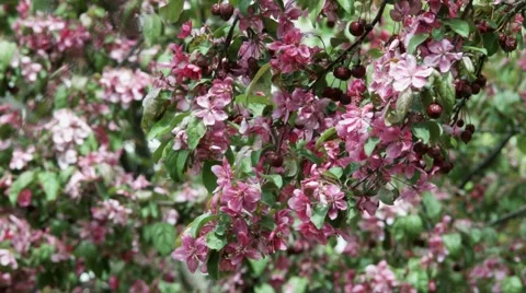 Pink Flower Tree.mp4 Stock Footage 46227581