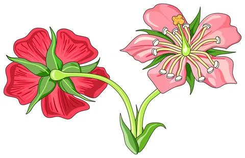 Pink flower vector drawing front and back view cartoon on isolated background Stock Illustration