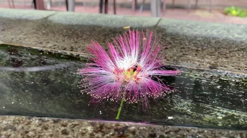 Pink flower on the water Stock Footage 292639601