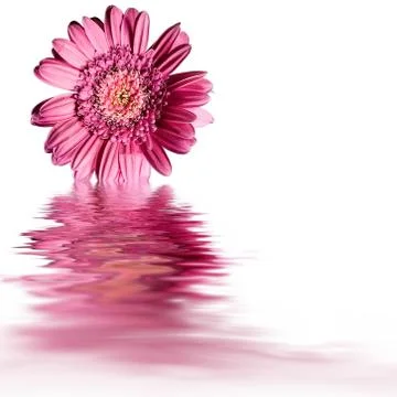 Pink flower water reflection Stock Illustration