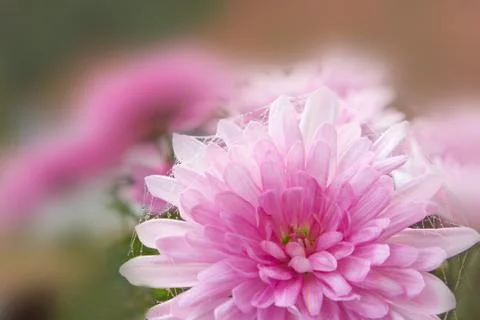 Pink flower with waterdrops and threads Stock Photos