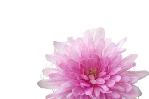 Pink flower with waterdrops and threads Stock Photos