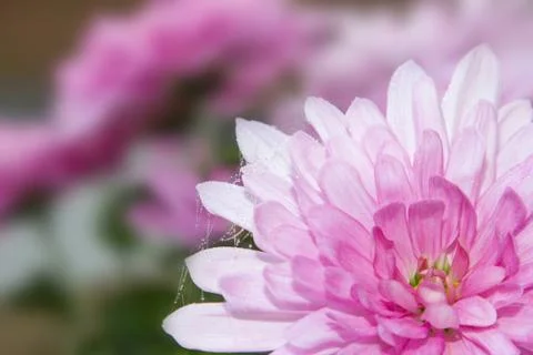 Pink flower with waterdrops and threads Stock Photos