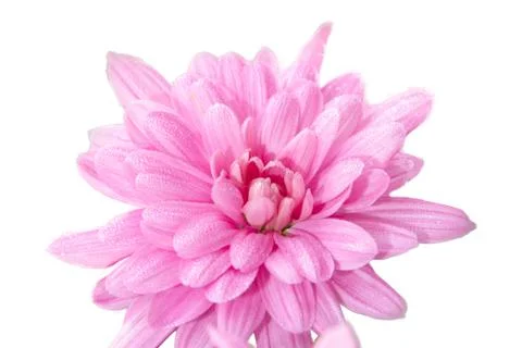 Pink flower with waterdrops and threads Stock Photos